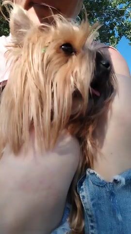 A close-up, low-angle shot shows a small, long-haired dog, possibly a Yorkshire Terrier, with light brown fur, resting in a person's lap. The dog's head is the primary focus, looking up and slightly to the right of the frame, with its tongue slightly extended. A small green accessory is clipped into the fur above its right eye. The person's bare legs and blue denim shorts are visible at the bottom of the frame. The background is out of focus, showing a bright blue sky and some green foliage.