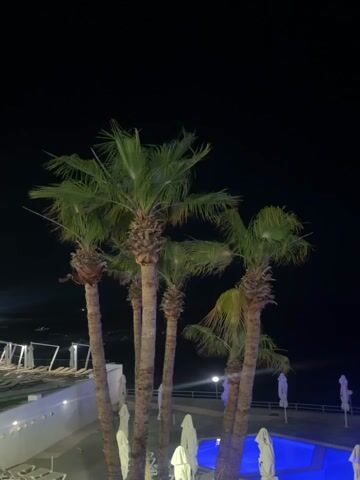The video shows a nighttime scene featuring a cluster of palm trees in the foreground. Behind the trees, there's a resort or hotel setting with lounge chairs, white umbrellas, and a blue-lit pool. The night sky is dark. There are no visible people in the frame. The scene appears still and calm.