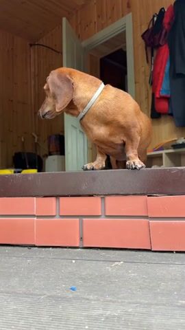 A brown dachshund stands on a brick ledge, looking left and then right. It turns and walks away, disappearing into a doorway. The doorway leads into a room with wooden walls and various objects hanging on the wall.