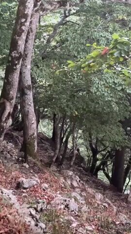 The video shows a forest scene. In the foreground, there are trees with visible bark and leaves, along with rocks and fallen leaves on the ground. The terrain appears to be sloping. In the background, amidst the trees and dense foliage, a deer-like animal is visible. The animal is standing, facing away from the camera, and is partially obscured by the trees and leaves. The overall lighting suggests it may be overcast or late in the day.