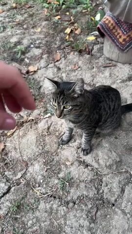 A human hand extends a small piece of food towards a striped cat sitting on the ground. The cat, with bright yellow eyes, looks up at the hand, its tail curled. The environment appears to be outdoors, with rocky ground, scattered leaves, and some vegetation. In the background, a person's legs are visible, one wearing a black sneaker. A piece of fabric with a colorful pattern rests on an object in the upper right corner. The camera angle shifts slightly, focusing on the cat's body and tail as it moves.
