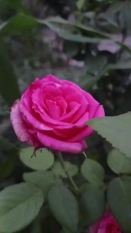 A close-up shot of a vibrant pink rose in focus, with its petals slightly unfurled. The rose is set against a backdrop of lush green leaves and blurred foliage, suggesting an outdoor garden setting. The lighting is soft, with a slight shadow cast on the left side of the bloom. The camera appears to be static, capturing the rose in its natural state.