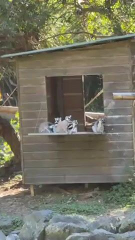The video shows a group of ring-tailed lemurs sitting on a ledge of a small wooden structure that resembles a shed or shelter. The structure is elevated slightly off the ground and has a square opening where the lemurs are gathered. The background consists of a green, leafy environment, likely a wooded area. The lemurs are mostly stationary, and the overall setting suggests a zoo or wildlife park.