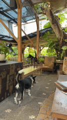 Dogs hanging out and tarot cards on a Kediri patio