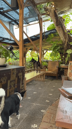Dogs hanging out and tarot cards on a Kediri patio
