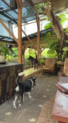 Dogs hanging out and tarot cards on a Kediri patio