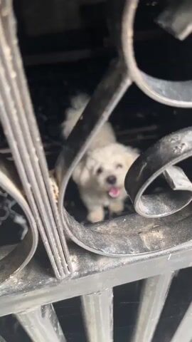 A small, white, fluffy dog is visible through a dark, ornate metal grate. The dog is in focus and appears to be a Bichon Frise or similar breed. It is looking directly at the camera with its mouth open and tongue out, suggesting it is panting or excited. The dog is standing on a dark tiled floor, and the background is dark and out of focus, with some shelving or furniture visible. The lighting suggests it might be daytime, but the exact time is not discernible. The overall impression is of a playful and alert dog. There is no visible text in the media file.