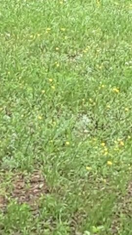 The video displays a field of green grass with scattered yellow flowers. The lighting is overcast and the camera is static, suggesting it is daytime. No people or animals are visible in the frame.