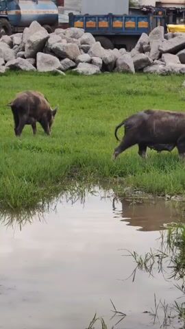 A video shows two pigs in a muddy, grassy field near a body of water. A large, dark-colored pig is on the right, facing away from the camera and appearing to eat grass. To its left, a smaller, lighter-colored pig is also grazing. In the background, a pile of large rocks and a blue truck with a yellow tarp are visible. The ground is wet and appears to be a mix of mud and grass.