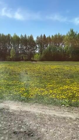 The video shows a field of yellow wildflowers under a blue sky with a few wispy clouds. A line of trees is visible in the background. A dirt path or road runs along the edge of the field. The camera appears to be moving, possibly from a car or other vehicle.