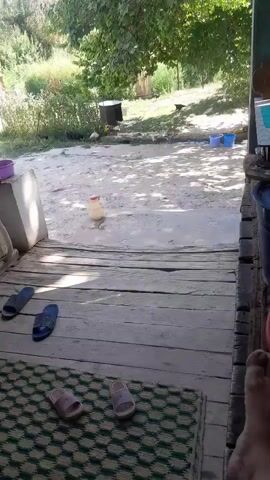 The video shows a backyard scene. In the foreground, a wooden porch has a rug with a diamond pattern and several pairs of flip-flops scattered about. A person's foot is visible at the bottom right. The middle ground features a sandy area with a plastic container. In the background, there is a patch of green foliage and trees. A dark-colored object, possibly a small shed or enclosure, is visible among the trees, and there appear to be chickens roaming in the area. Several blue buckets are also present in the background. The overall impression is of a rural or semi-rural outdoor setting.