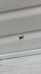 Spider captures fly in web, Chaikovsky Russia