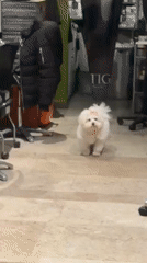 Dog spotted inside Lyon hair salon during evening hours