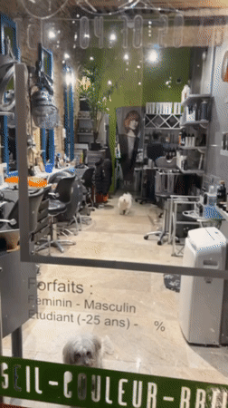 Dog spotted inside Lyon hair salon during evening hours