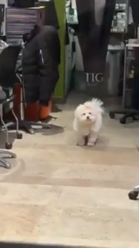 Dog spotted inside Lyon hair salon during evening hours