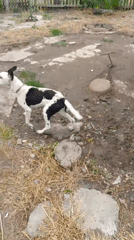 Animals, fruit trees, and a backyard pond in rural Shkurinskaya