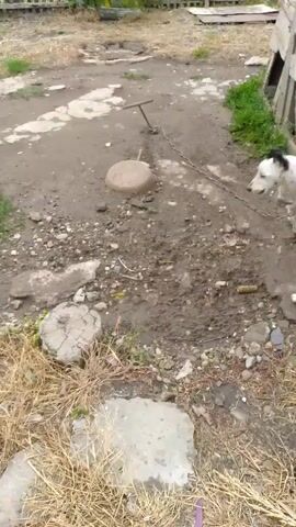 A black and white dog is chained to a post in a muddy yard. The dog is moving around the yard, sniffing the ground and looking at something off-camera. The yard is cluttered with rocks, debris, and dry grass. There is a wooden fence in the background.