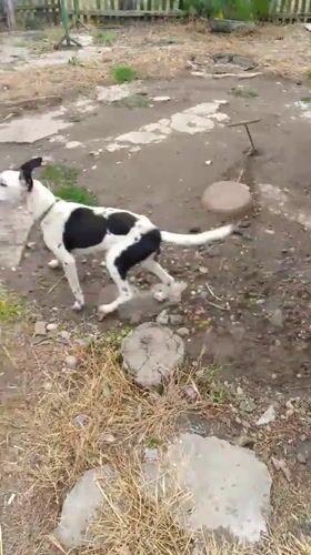 Animals, fruit trees, and a backyard pond in rural Shkurinskaya