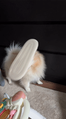 Playful Pomeranian dog entertains with slipper antics in Germany