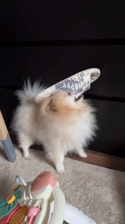 Playful Pomeranian dog entertains with slipper antics in Germany