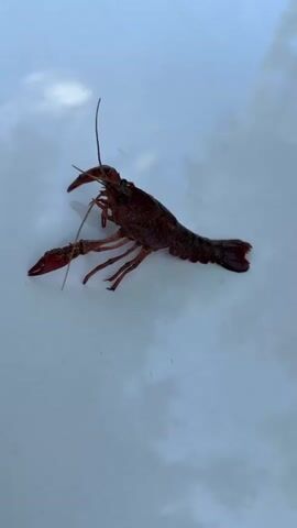 The video shows a close-up, top-down view of a dark red crawfish on a white surface. The crawfish is positioned horizontally across the frame, facing towards the left. Its antennae are extended forward, and its claws are raised slightly. The surface appears to be slightly wet, with subtle reflections and shadows. The lighting is bright, highlighting the details of the crawfish's body and exoskeleton. The video is short, lasting only a few seconds, and does not show any movement of the crawfish.