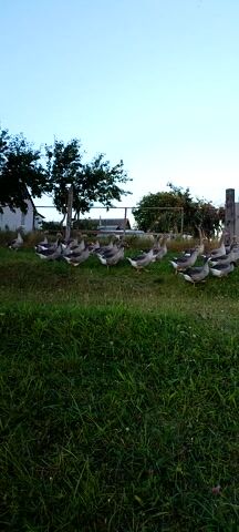 The video shows a flock of geese walking in a line on a grassy area near a wooden fence. The sky is clear and blue, and the sun appears to be low in the sky, suggesting it is either early morning or late evening. The geese are mostly grey and white, with some darker markings. They are moving from left to right across the screen. There is a wooden structure with a wire mesh fence behind the geese. Trees and bushes are visible in the background. The grass is green and appears to be well-maintained. The video is shot from a low angle, with the camera tilted slightly.