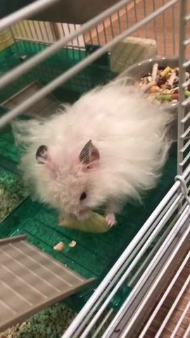 The video shows a fluffy white hamster in a cage. The hamster is eating a piece of green vegetable. The cage has a green plastic base and white wire bars. There is a food dish in the background containing hamster food. The hamster's fur is long and appears somewhat messy. The hamster is positioned in the center of the frame, facing towards the right.