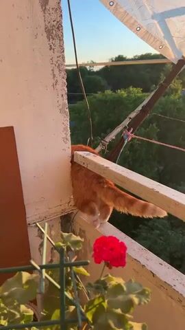The video shows an orange cat on a balcony during sunset. The cat is facing away from the camera and is looking downwards between the railing and the building. The cat's tail is visible. There are some plants on the balcony, and a red flower is in the foreground. The background shows trees and buildings. There are also some wires and a rope on the balcony. The lighting suggests it is either sunrise or sunset.