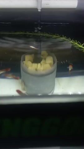 The video shows a close-up view of an aquarium filter. A cylindrical filter with light-colored porous material is submerged in water. A small tube extends from the top of the filter and is connected to a white pipe above the water. Bubbles are visible rising from the top of the filter, indicating water flow. Several small fish, appearing to be guppies, are swimming around the filter. The fish have orange and white coloration. The aquarium appears to have some aquatic plants. The background is dark and out of focus. The overall impression is of a clean and functioning aquarium.