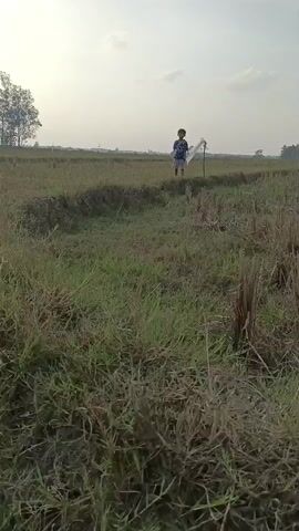 The video shows a young person in a field, holding a net and a pole, walking through tall grass. The field appears to be a harvested rice paddy, with stubble and some green growth remaining. The sky is bright and overcast, suggesting it might be early morning or late afternoon. The person is wearing a light-colored shirt and dark shorts. The overall scene is rural and tranquil.