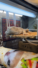 Bearded dragon rests on hammock in Russian enclosure