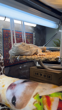 Bearded dragon rests on hammock in Russian enclosure