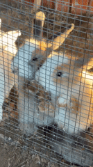 Rabbits and geese at a small animal spot in Chaikovsky