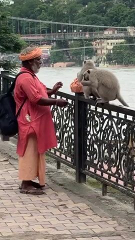 A man wearing a magenta shirt and a man in an orange dhoti and turban are near a railing. The man in the magenta shirt walks past. The man in the orange dhoti is interacting with a monkey perched on the railing. The monkey is eating something offered by the man. A river and a bridge are visible in the background.