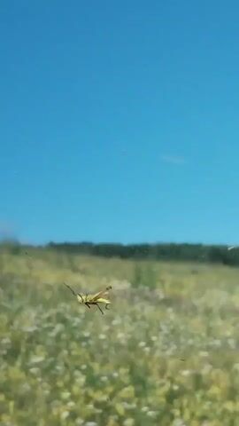 The video shows a grasshopper on a windshield. The grasshopper is yellow and appears to be moving its legs. Outside the windshield, there is a field of green and yellow grass with some white flowers. The sky is blue. There are a few small dark specks in the air, possibly other insects. The bottom of the video shows the black dashboard of a car.