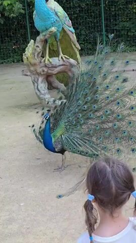 A young girl with brown hair in pigtails faces away from the camera, looking at a peacock. The peacock has its tail feathers fanned out, displaying iridescent blue and green eyespots. It stands on a sandy ground near a decorative sculpture of a blue and green peacock perched on a branch. The background shows green foliage and a fence.