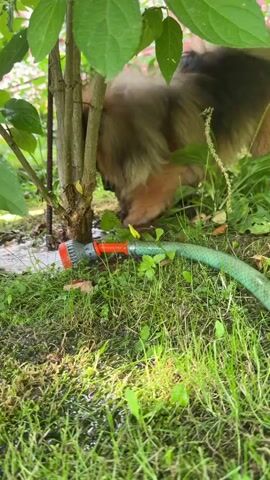 A dog is drinking water from a puddle near a tree and a garden hose. The dog is mostly hidden behind the tree, but its back and tail are visible. The dog appears to be a long-haired breed, possibly a German Shepherd or a similar breed. The garden hose is green and has a red and orange nozzle. The scene is outdoors, with grass and foliage visible. The lighting suggests it is daytime.