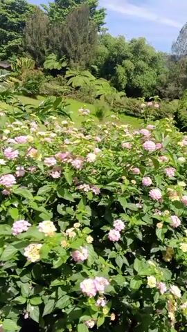 The video shows a close-up view of a dense patch of flowering bushes. The flowers are small and appear in clusters, with colors ranging from light pink to white and yellow. The bushes are lush with green leaves, creating a thick, textured foreground. In the background, the scene opens up to a gently sloping green lawn. Beyond the lawn, a variety of trees and foliage can be seen, including what appear to be ferns and taller, darker green trees, suggesting a natural or park-like environment. The sky is visible at the top of the frame, appearing bright and clear, indicating daytime. The camera movement is slow and steady, panning slightly across the flowers and the landscape.