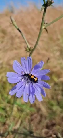 A close-up shot captures a black beetle with orange markings resting on a purple chicory flower. The beetle's antennae are visible, and it appears to be positioned near the center of the flower. The flower is in focus, with its delicate petals spread outwards. In the background, the environment is blurred, showing dry grass and a thin green stem. The lighting suggests it is daytime, with sunlight illuminating the scene.