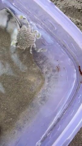 A small, translucent crab with a speckled shell is moving in a clear plastic container filled with water and sand. Two large shells are also visible in the container. The container is placed on a sandy surface, likely a beach.