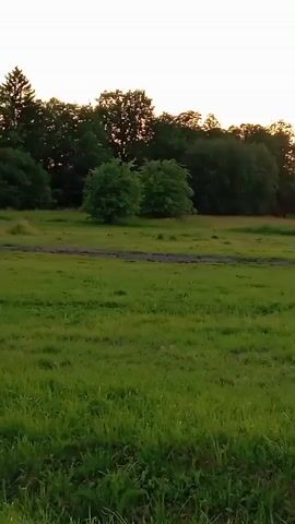 A camera pans right to reveal a pastoral scene at dusk. In the foreground, a field of green grass is illuminated by the fading sunlight. A dirt path can be seen running horizontally across the field. In the middle ground, several trees are clustered together, with a few smaller bushes scattered amongst them. The background is dominated by the sky, which transitions from a pale yellow near the horizon to a soft white above. As the camera continues to pan, an old brick structure with a wooden support frame comes into view on the right side of the frame. The setting sun casts a warm glow through the trees, creating a silhouette effect.