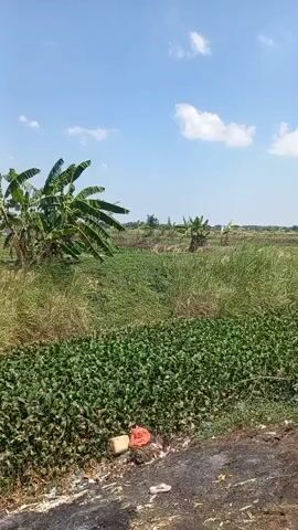 The video shows a natural landscape with a bright blue sky and scattered white clouds. In the foreground, there is a patch of dry ground with some debris, including a plastic bottle and a red object that appears to be fabric or a bag. Beyond the dry ground, a dense green cover of aquatic plants, possibly water hyacinths, stretches across a body of water. Tall dry grasses and a banana tree are visible on the left side of the frame, with more vegetation and a smaller banana plant in the background. The overall impression is of a rural or undeveloped area with signs of human impact in the form of litter.
