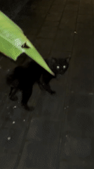 Nighttime stroll captures black cat, outdoor gym, tropical garden scenes
