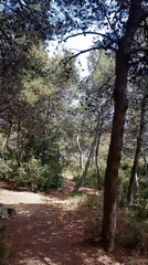 Pine forest path documented in Barcelona