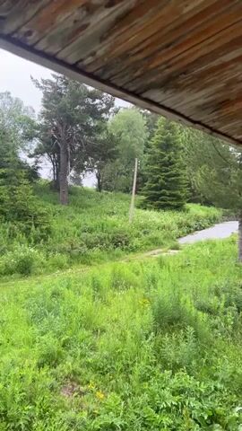 This is a vertical video taken from a sheltered viewpoint, looking out over a lush green landscape. In the foreground, a wooden ceiling structure with visible planks and beams overhangs the scene, obscuring the very top. The majority of the frame is filled with dense, tall green grass and various wildflowers, some with yellow blooms, creating a vibrant meadow-like appearance. A dirt path or track meanders through the grass from the bottom left towards the center. In the mid-ground, there is a gently sloping hill covered in similar vegetation. Several trees are scattered across this slope, including a prominent, tall, slightly gnarled pine tree on the left and a perfectly conical spruce tree on the right. A slender utility pole stands vertically between the two trees. Beyond the hill, a greyish asphalt road is visible curving to the right, disappearing into a densely forested area. The forest is composed of various shades of green conifers and deciduous trees, appearing thick and verdant. The sky is overcast, giving the scene a soft, diffused light. There are no people or animals visible in the video. The overall impression is one of a wild, natural, and somewhat remote outdoor environment, likely during the daytime in a temperate climate.