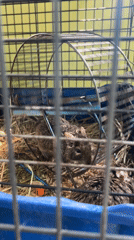 Zoo visit documented in Chaikovsky Russia with various animals