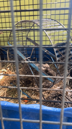 Zoo visit documented in Chaikovsky Russia with various animals