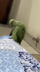Green parrot preens on fabric in Dhaka