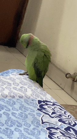Green parrot preens on fabric in Dhaka