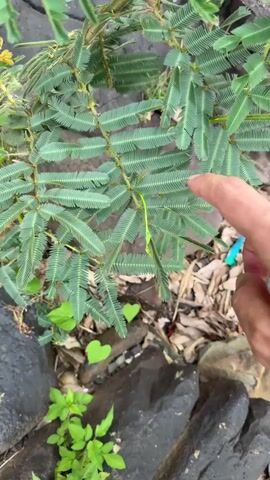 A person's hand with a beaded bracelet touches the leaves of a Mimosa pudica plant. The plant's compound leaves are closed. The plant is growing outdoors among rocks and fallen leaves.